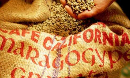 Die Maragogybe Kaffeebohne |  Markt 11 Kaffeerösterei